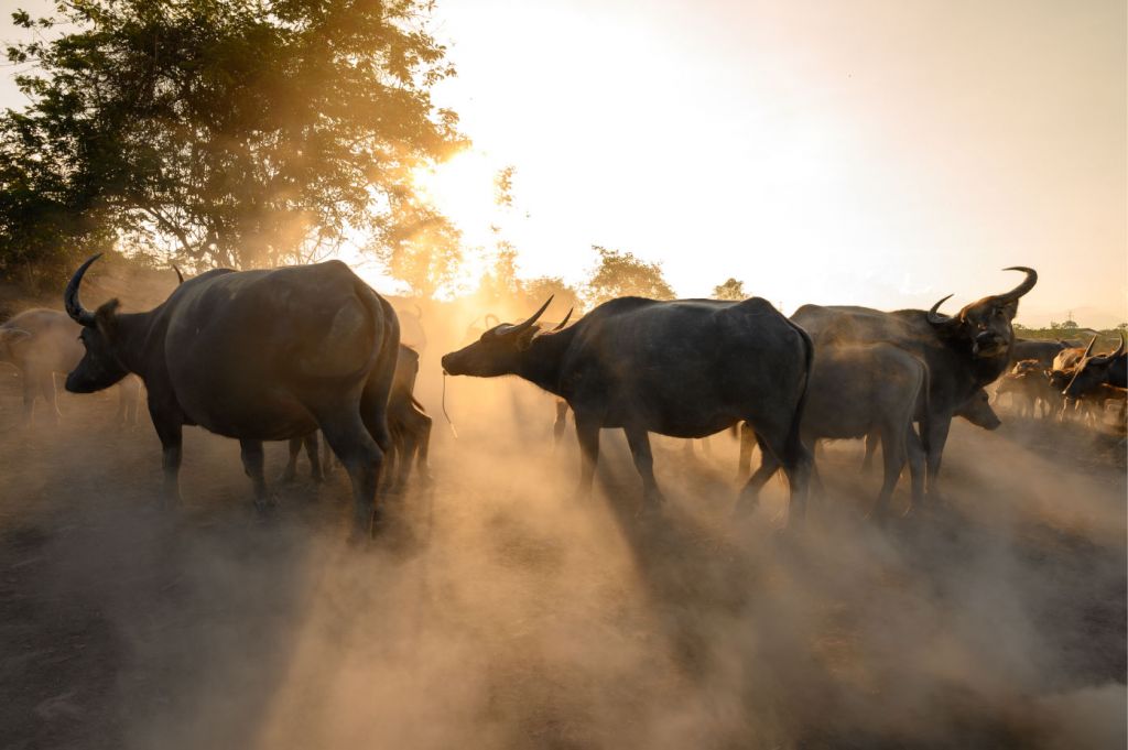 Thaise buffels