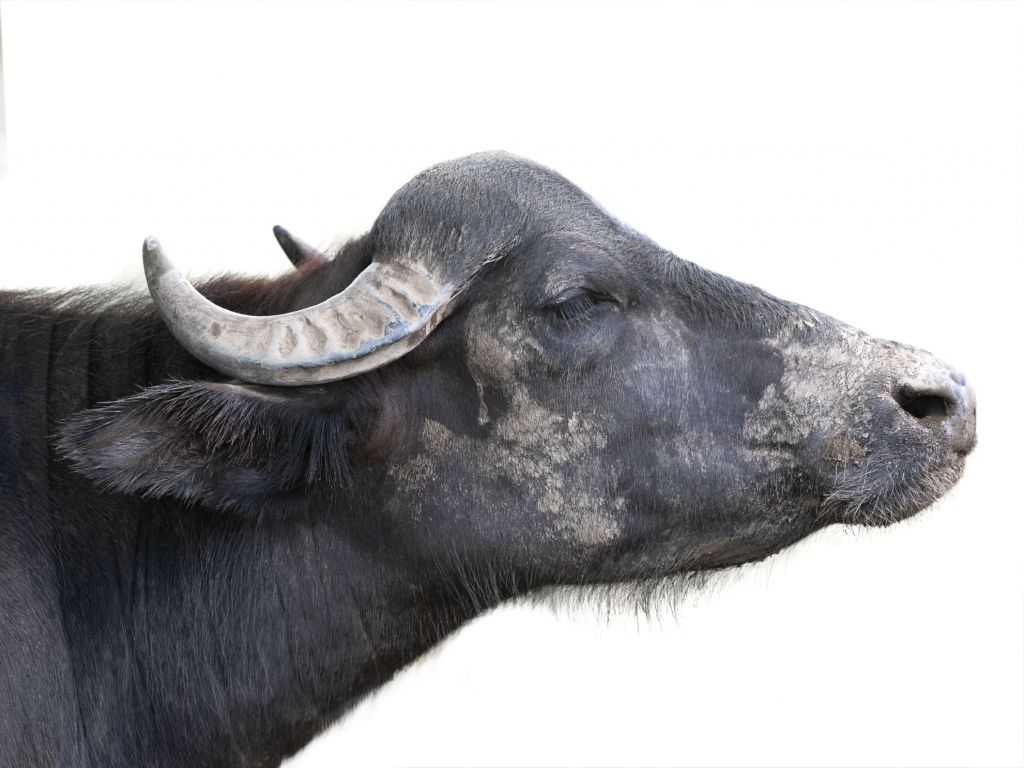 Close, up buffel