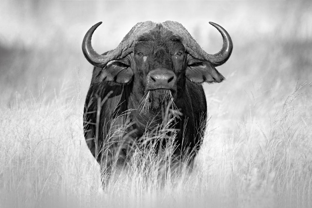 Buffel in zwart wit