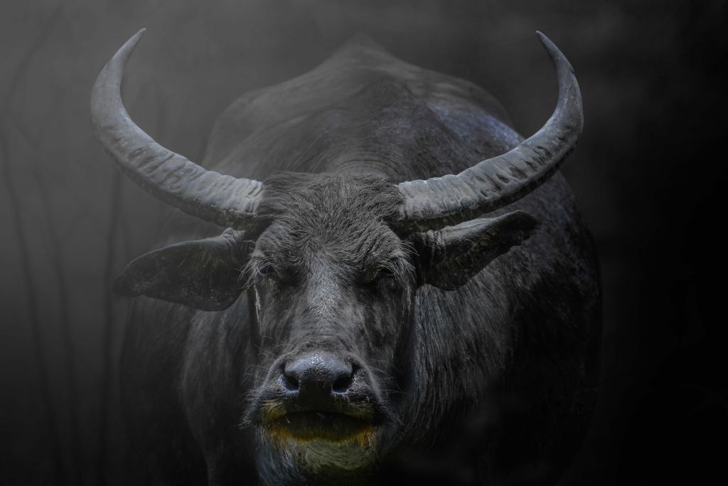 Grote buffel