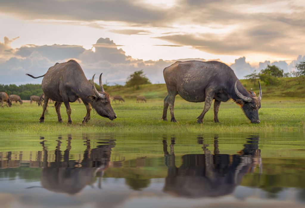 Buffels in Thailand