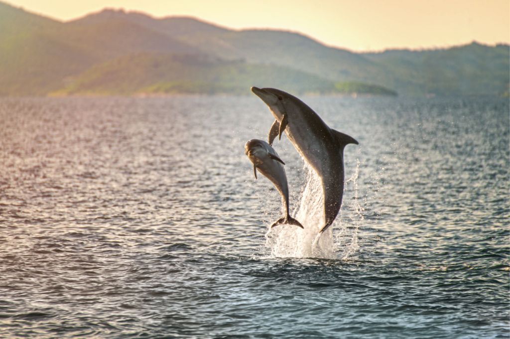 Twee springende dolfijnen