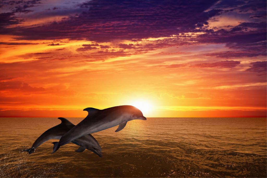 Dolfijnen in avondzon