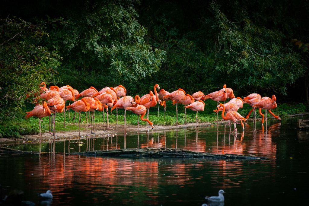 Flamingo's aan het water