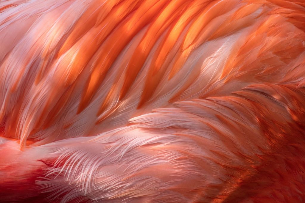 Flamingo veren