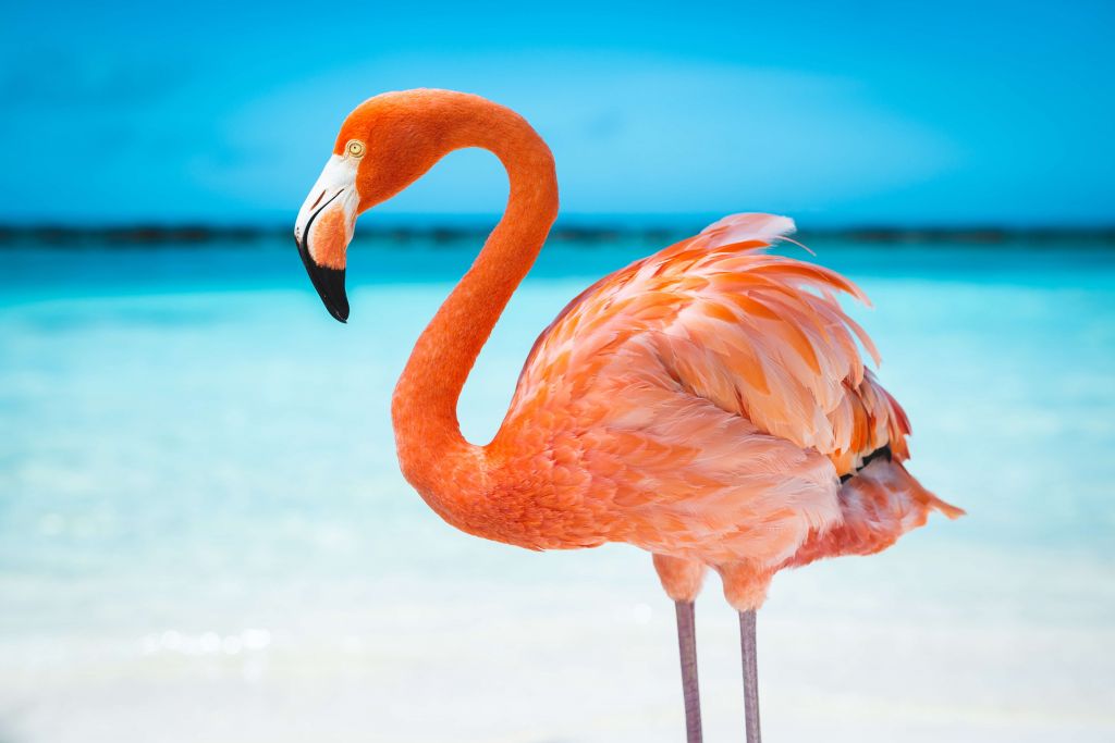 Tropische flamingo