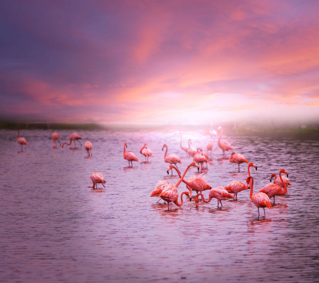 Flamingo's met zonsondergang