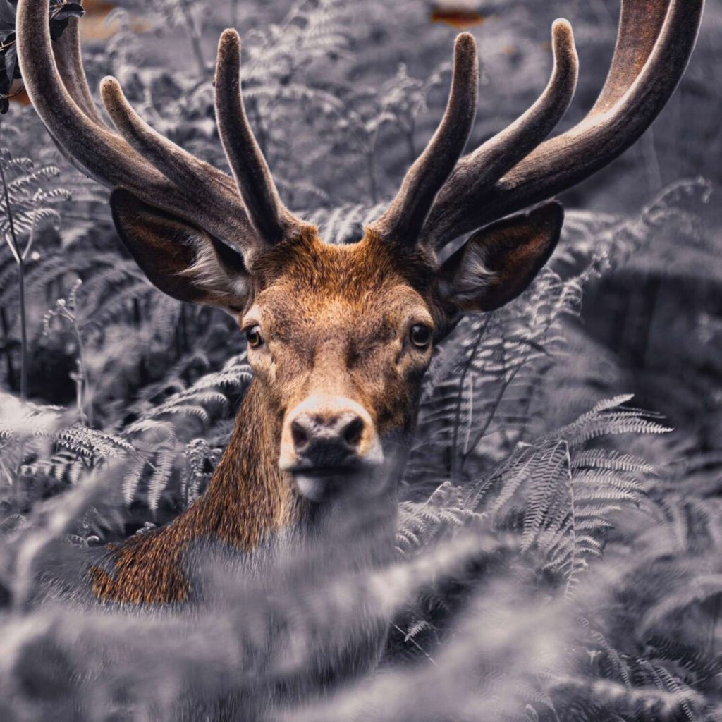 Close-up hert