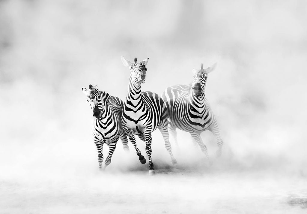 Zebras