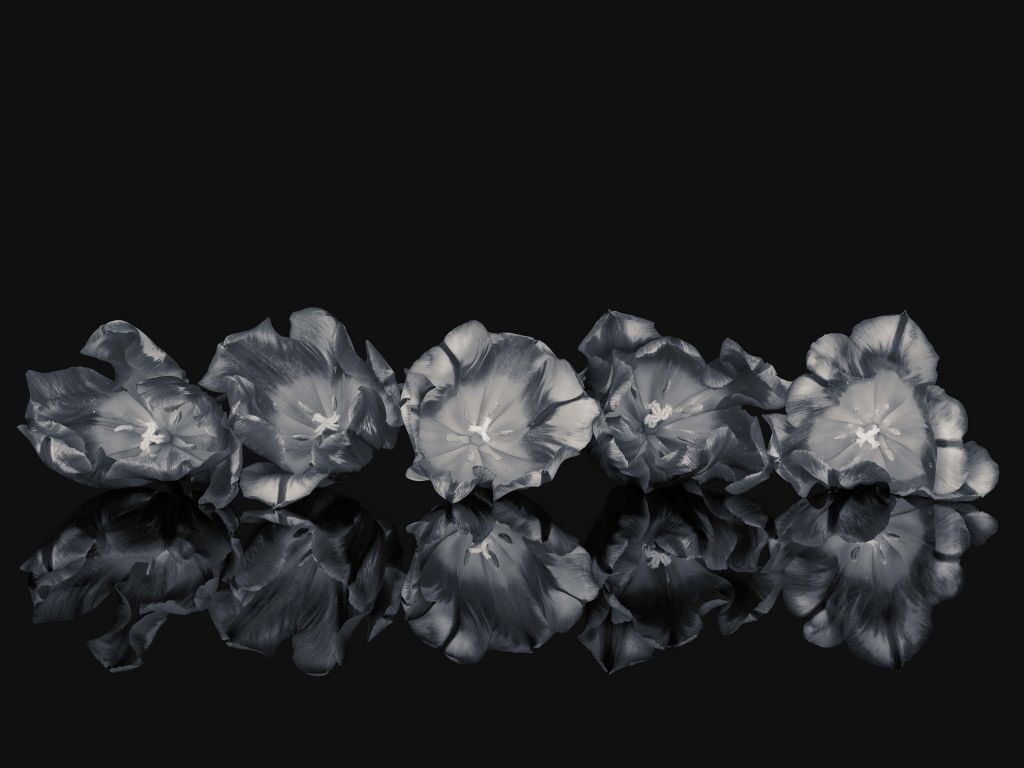 Bloemen in het zwart-wit