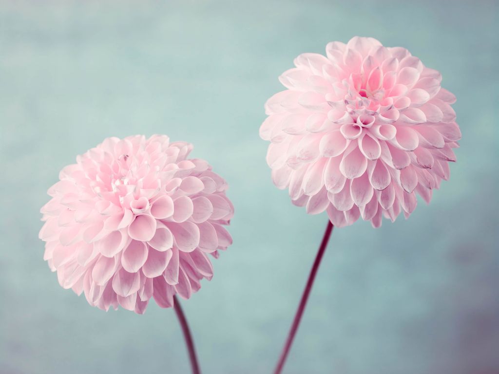 Twee Dahlia bloemen
