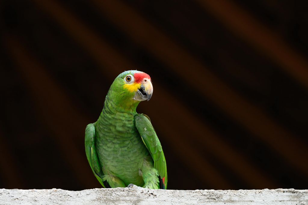 Nieuwsgierige papegaai