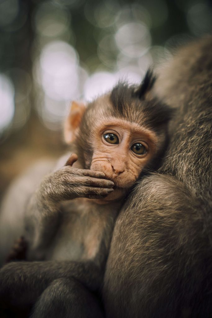 Close-up van een aapje