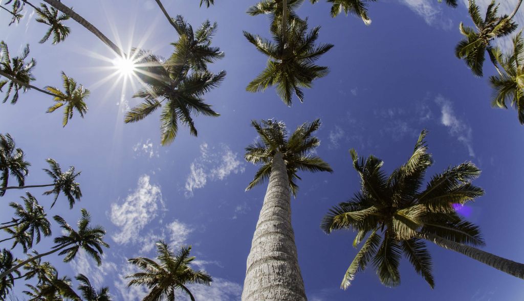 Palmbomen in blauwe lucht