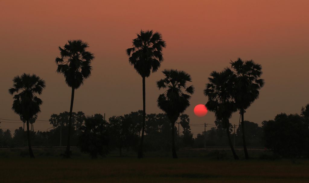 Zonsondergang achter de palmboom