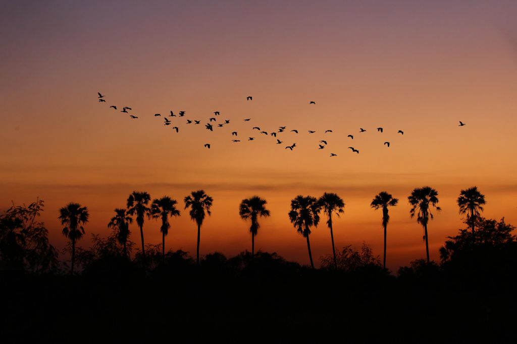 Palmbomen met groep vogels