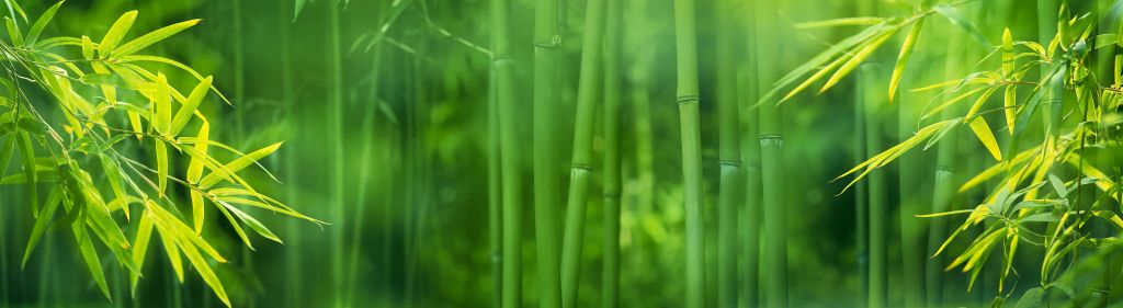 Bamboe en bladeren
