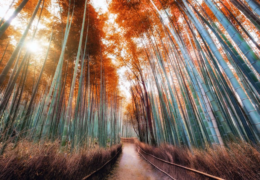 Herfst bamboebos