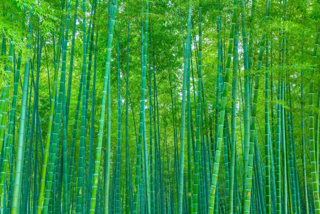 Een groen bamboebos