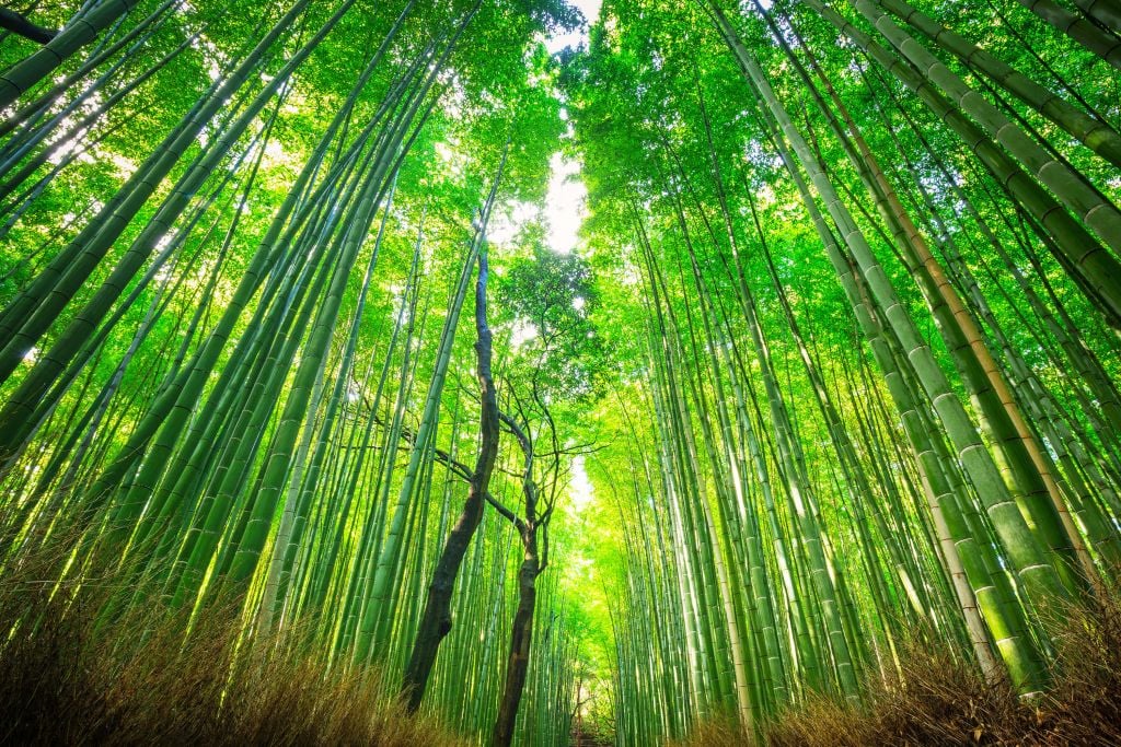Bamboebos van Arashiyama