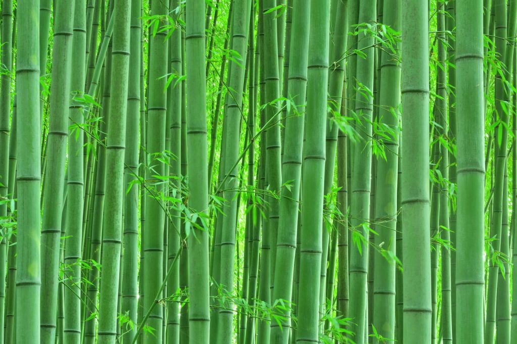 Close-up bamboebos