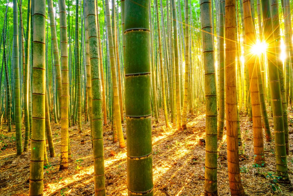 Bamboebos bij zonsopkomst