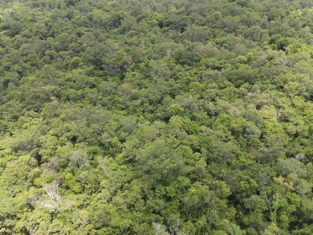 Bos van boven