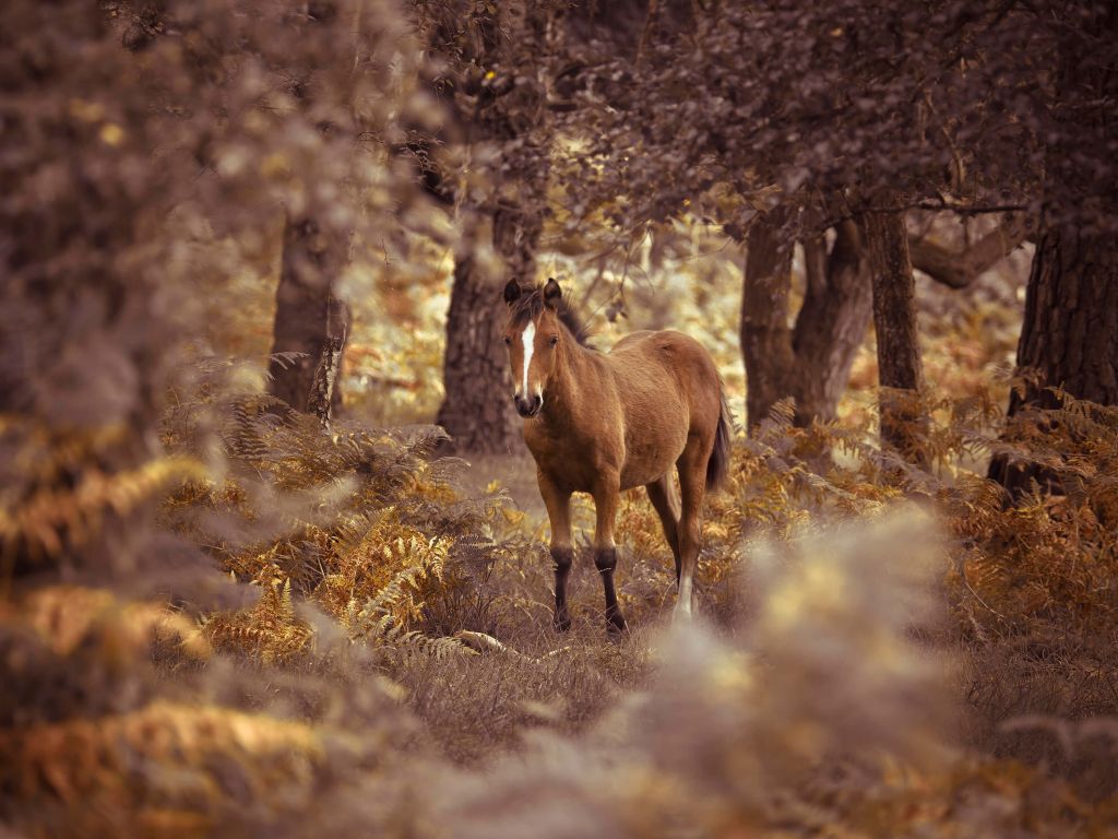 Paard in de wildernis