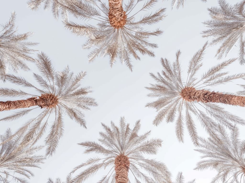 Zomerse palmbomen