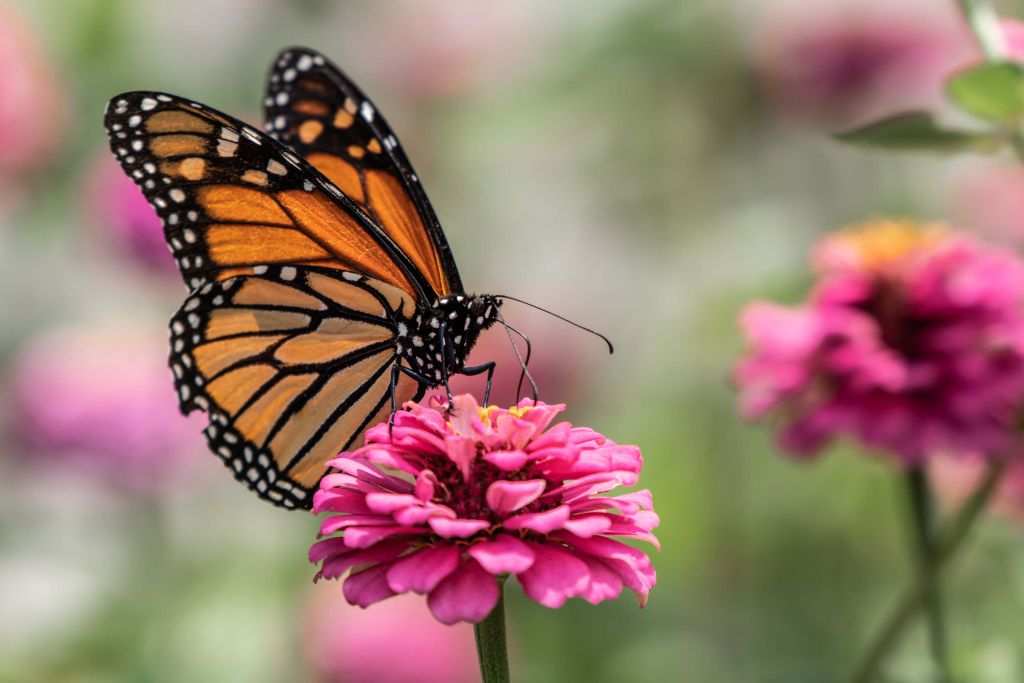 Een monarchvlinder
