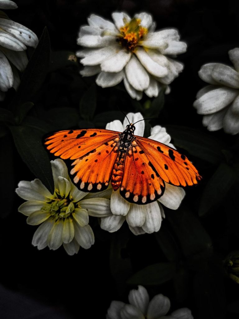 Monarchvlinder op een bloem