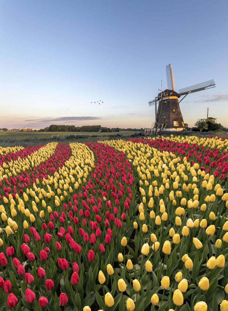Nederlandse tulpenveld