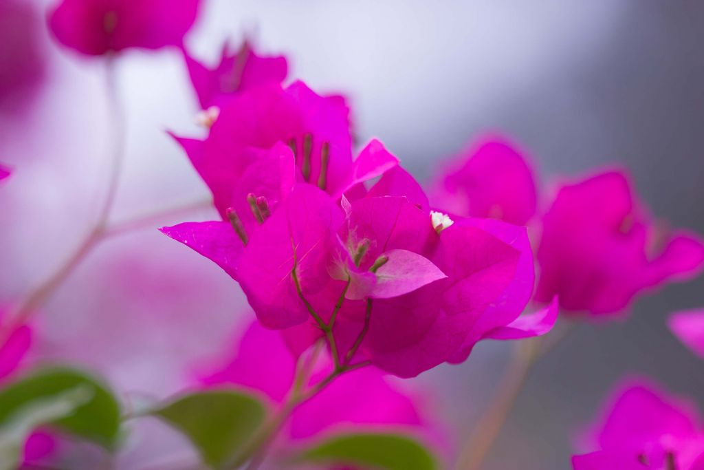 Roze close-up bloem