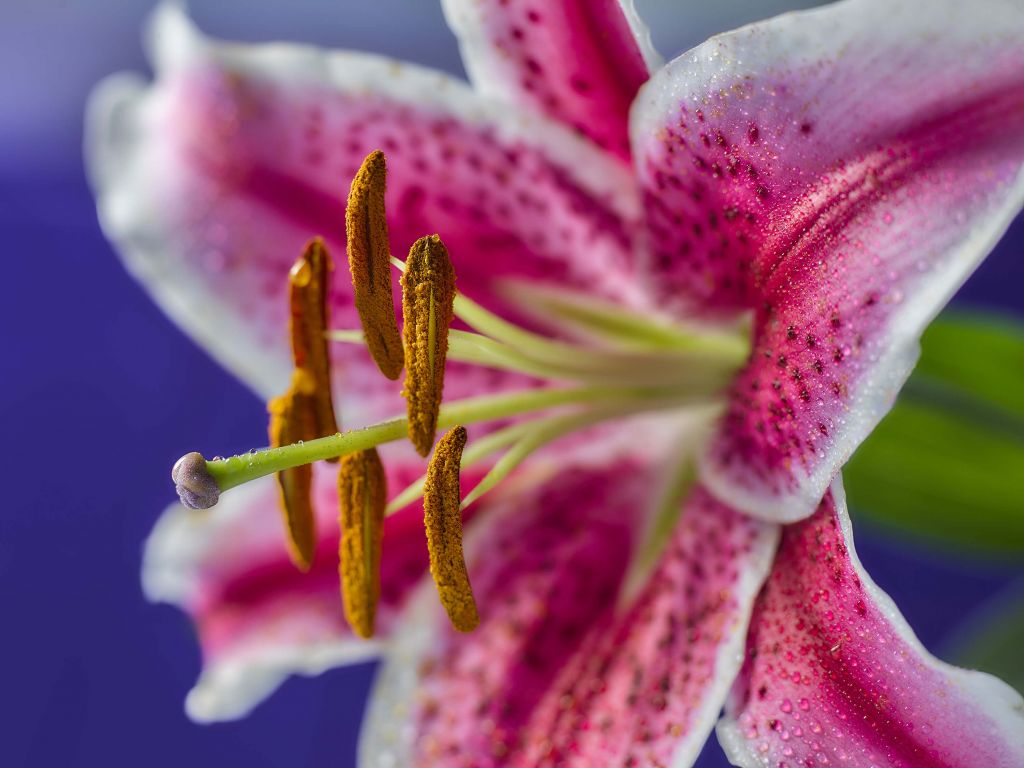Close-up roze bloem