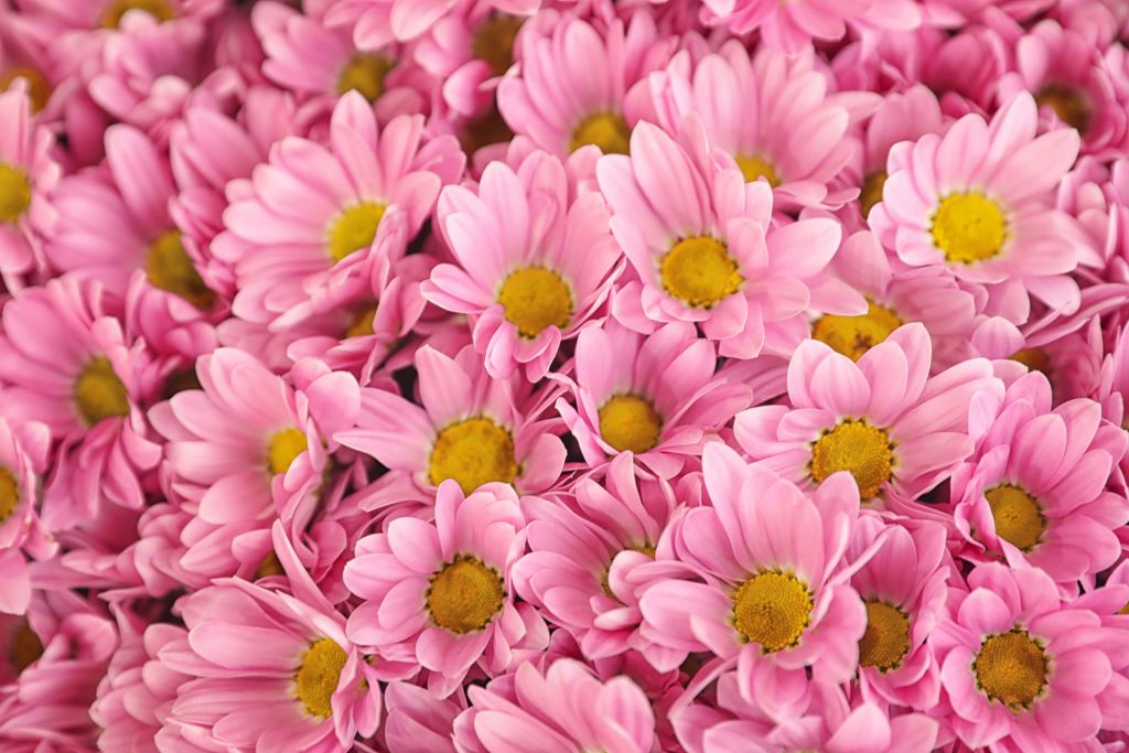 Roze madeliefjes
