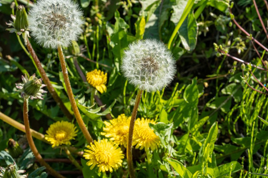 Close-up gele en pluizige paardenbloemen