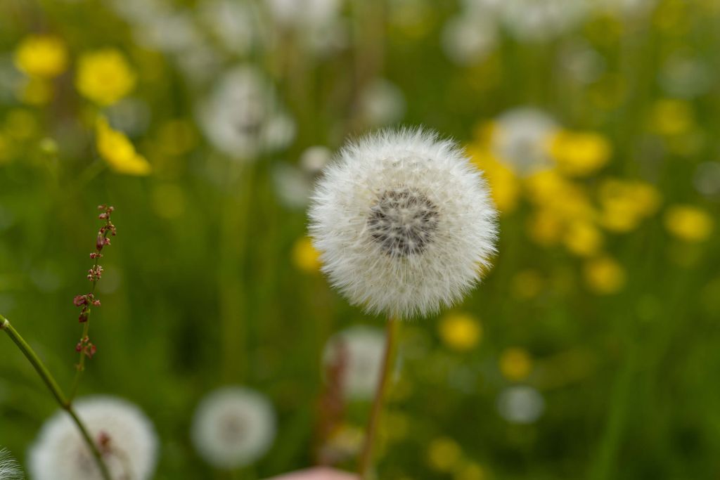 Groen veld met paardenbloemen