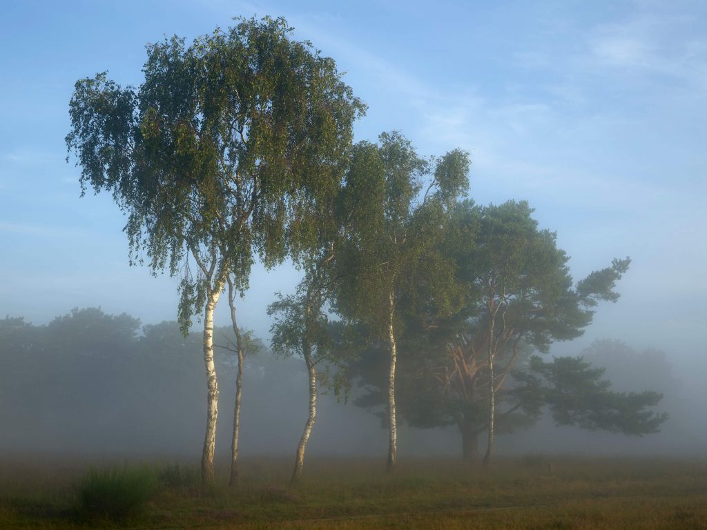 Bomen op een rijtje met mist