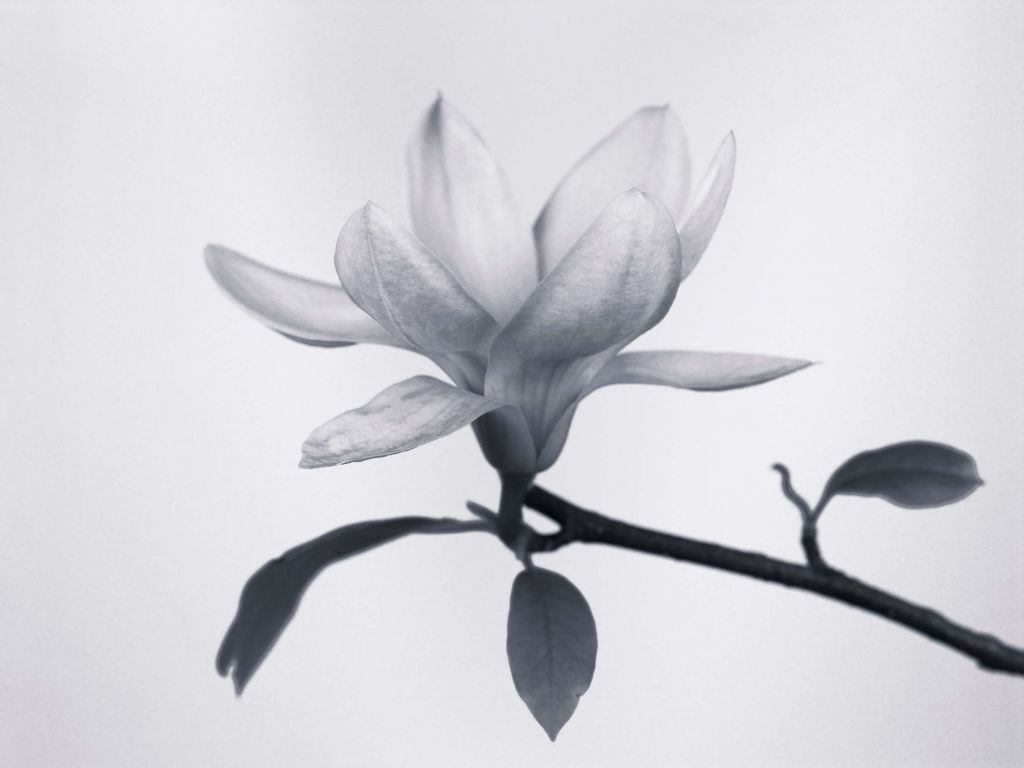 Mooie magnolia