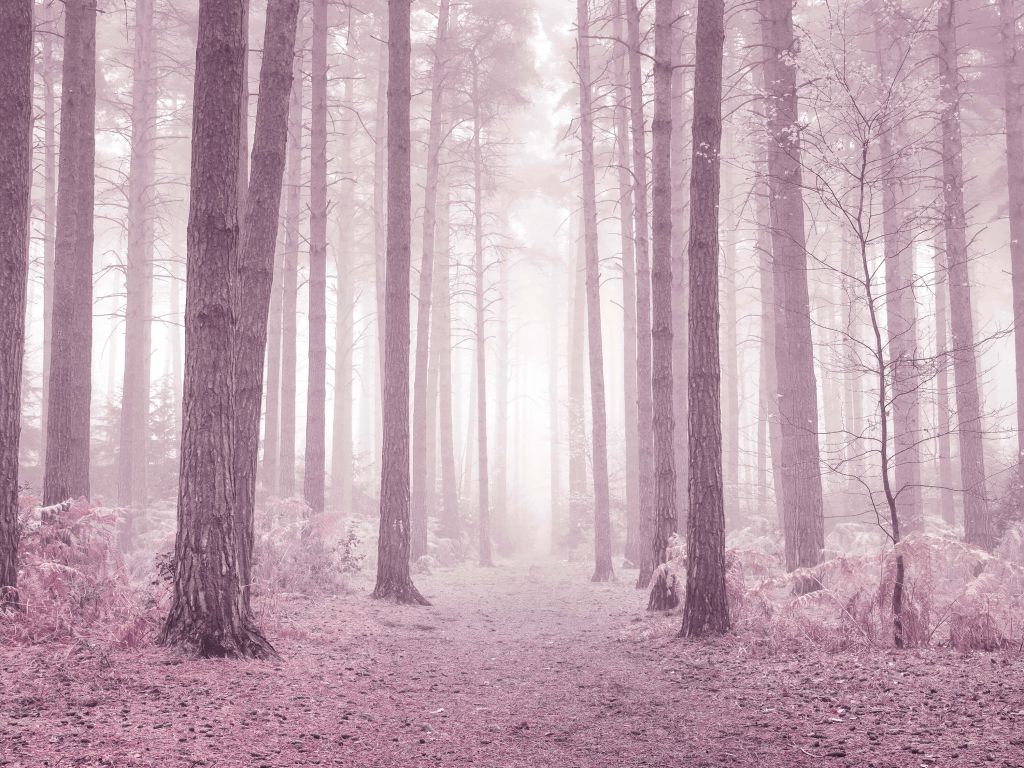 Bomen door de mist