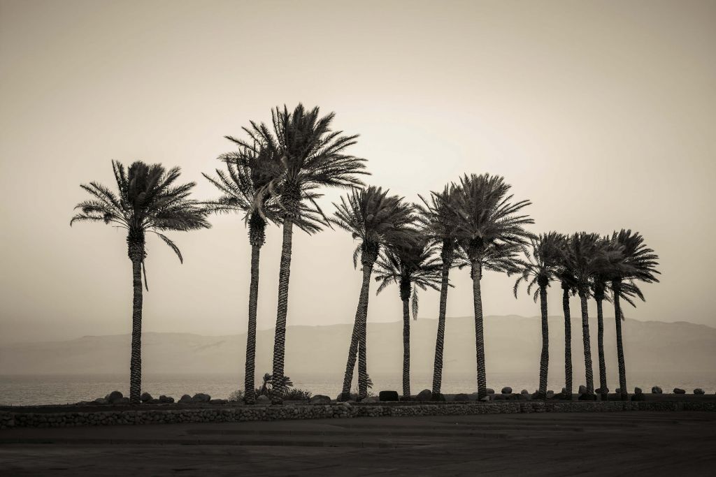 Palmbomen aan de kust
