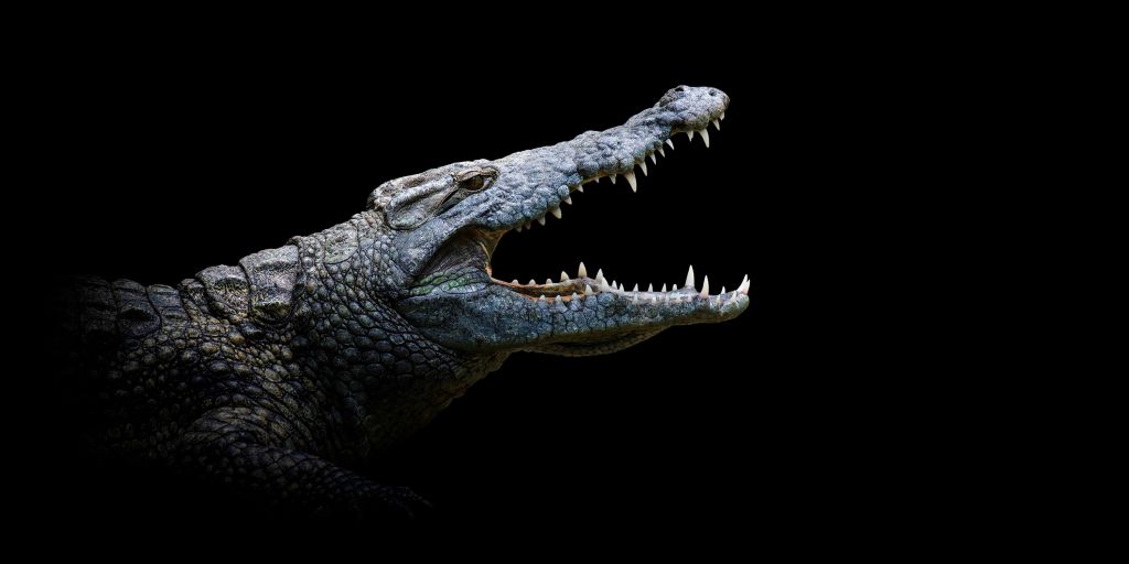 Close-up krokodil