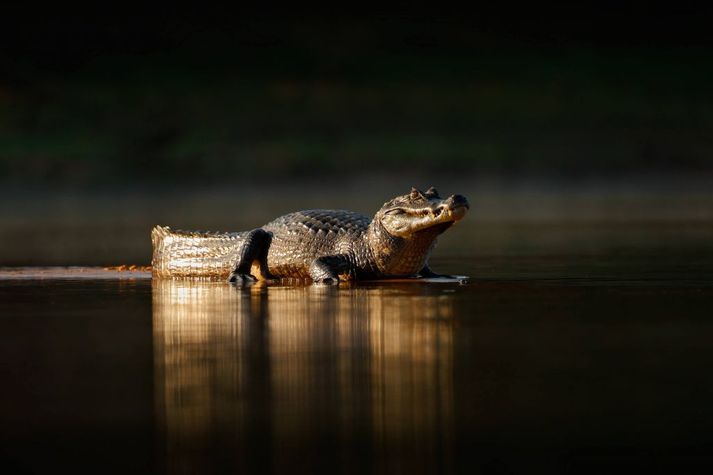 Krokodil tijdens de avondzon