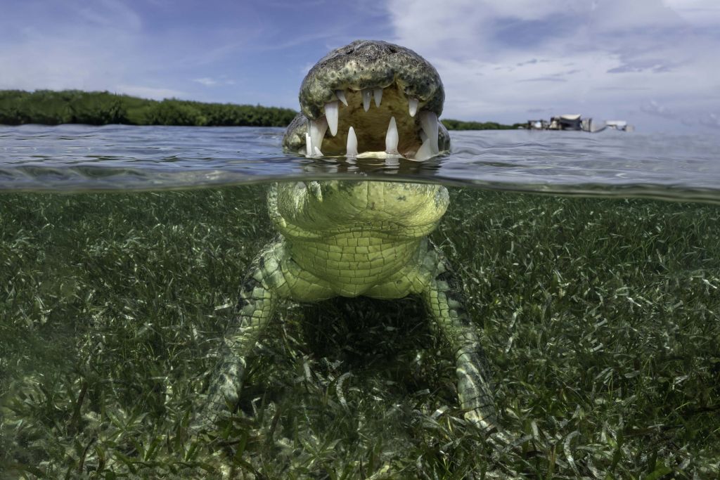 Krokodil in het water