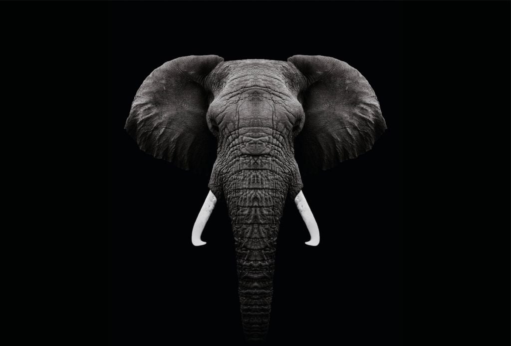 Dark Elephant