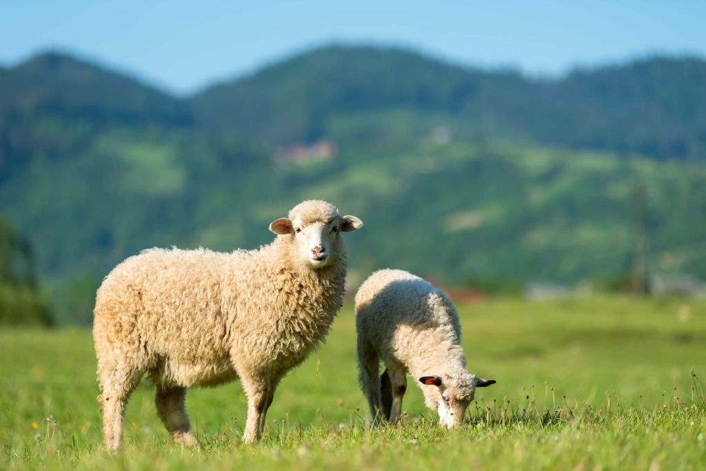 Twee schapen in de wei
