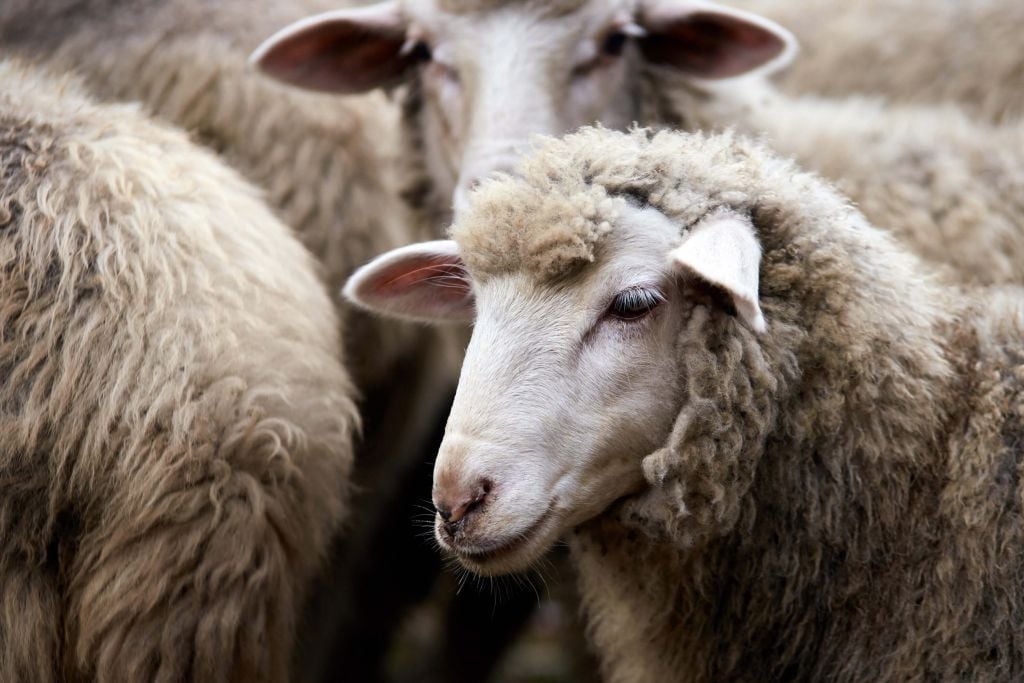 Close-up schapen