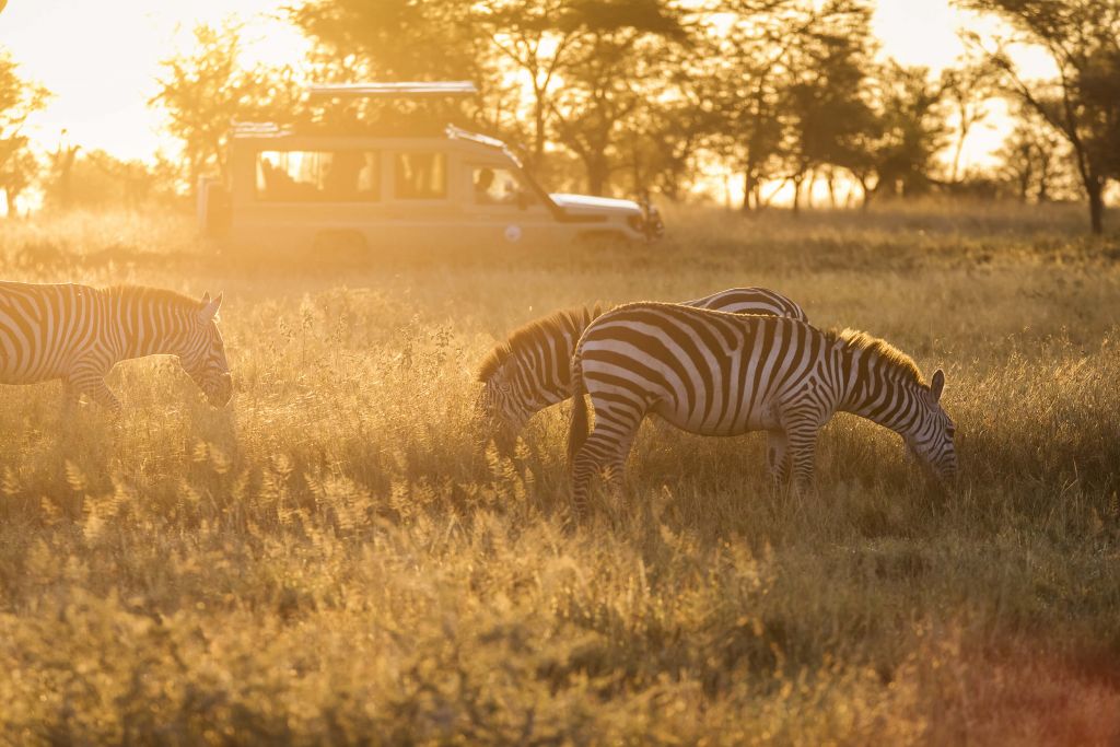 Zebra safari