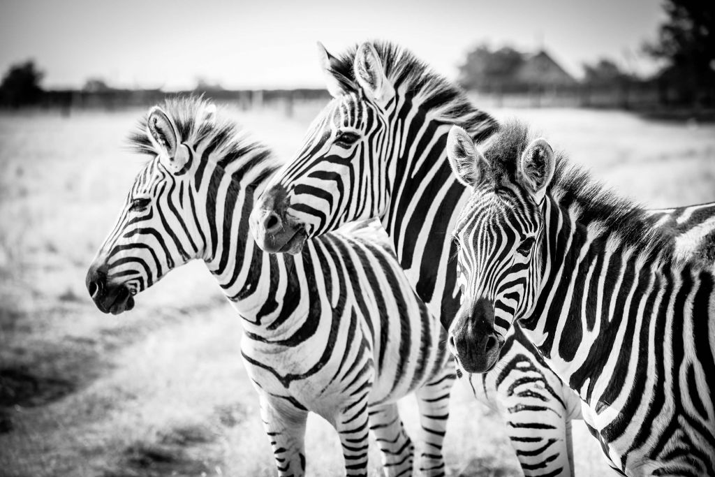 Zebra's naast elkaar zwart-wit