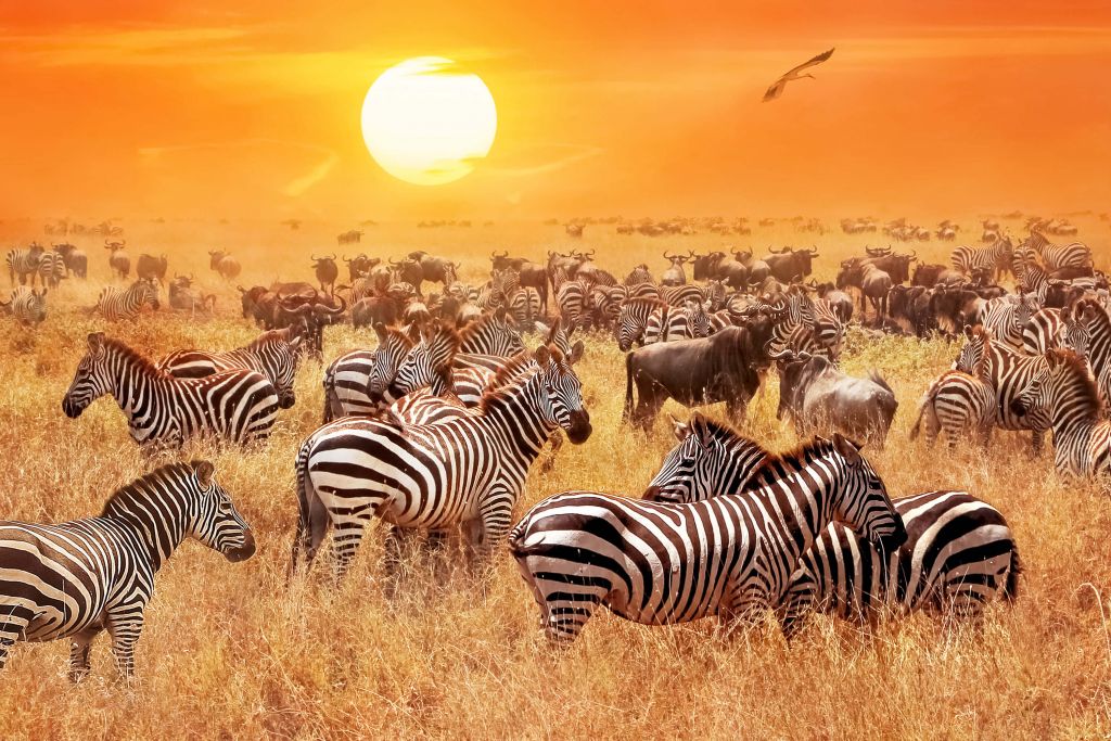 Savanne zon met zebra's